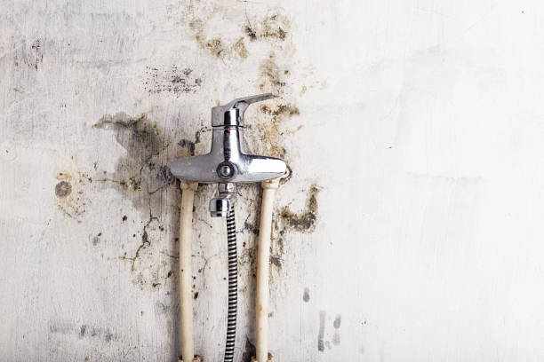 Garden Ridge, TX Mold Removal Company
