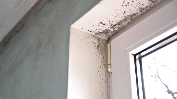 Best Certified Mold Removal  in Garden Ridge, TX