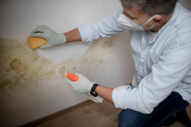 Best Local Mold Removal Service  in Garden Ridge, TX