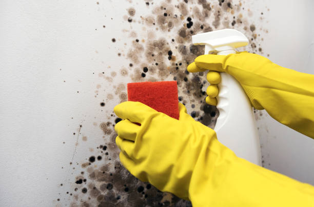 Best Crawl Space Mold Removal  in Garden Ridge, TX